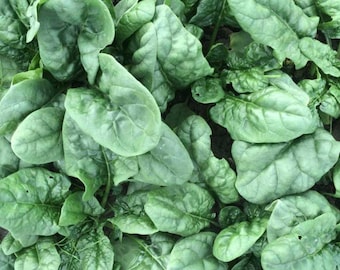 Bloomsdale Spinach Seeds | Heirloom | Organic