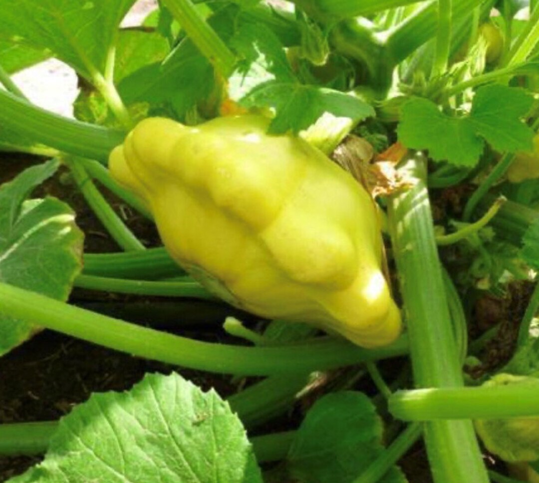Yellow Bush Scallop Summer Squash Seeds Heirloom Organic Etsy