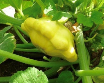 Yellow Bush Scallop Summer Squash Seeds  | Heirloom | Organic