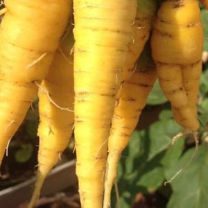 Solar Yellow Carrot Seeds | Heirloom | Organic