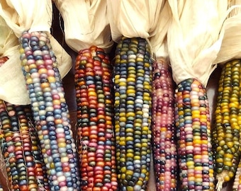 Glass Gem Corn Seeds | Organic