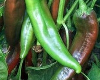 Numex College 64 Pepper Seeds | Hot | Organic