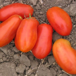 Grandma Mary&#39;s Tomato Seeds | Heirloom | Organic