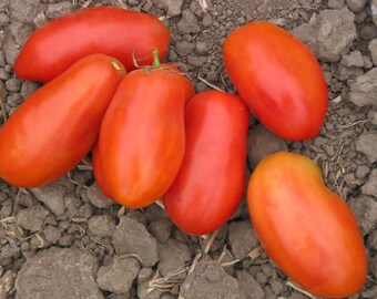 Semillas de tomate de la abuela Mary / Heirloom / Orgánicas