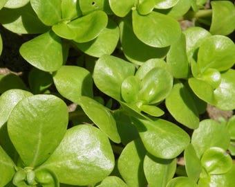 May include: Close-up of a cluster of bright green succulent leaves. The leaves are fleshy and have a smooth, glossy texture.