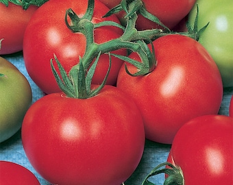 Semillas de tomate Fireworks / Orgánicas