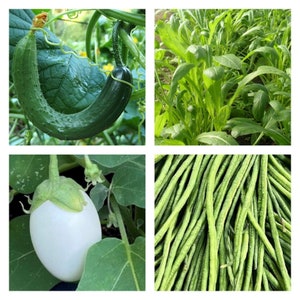 Colección de verduras asiáticas / Semillas