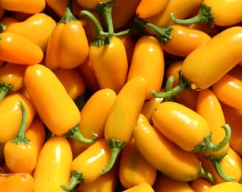 Pumpkin Spice Jalapeno Pepper Seeds | Hot | Organic