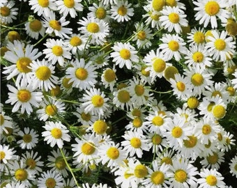 German Chamomile Seeds | Organic