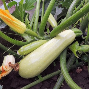 Lebanese White Bush Squash (White Marrow Summer Squash) | Heirloom | Organic