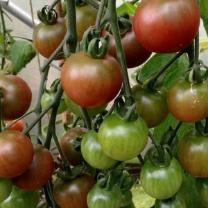 Rosella Tomato Seeds | Heirloom | Organic