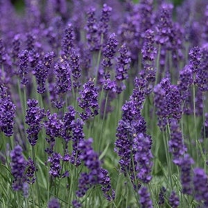 May include: A field of purple lavender flowers in bloom. The flowers are tall and slender, with a delicate fragrance.