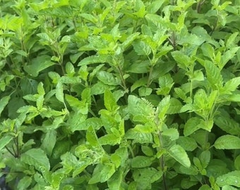 Sementes de Manjericão Sagrado (Tulsi) | Variedade Tradicional