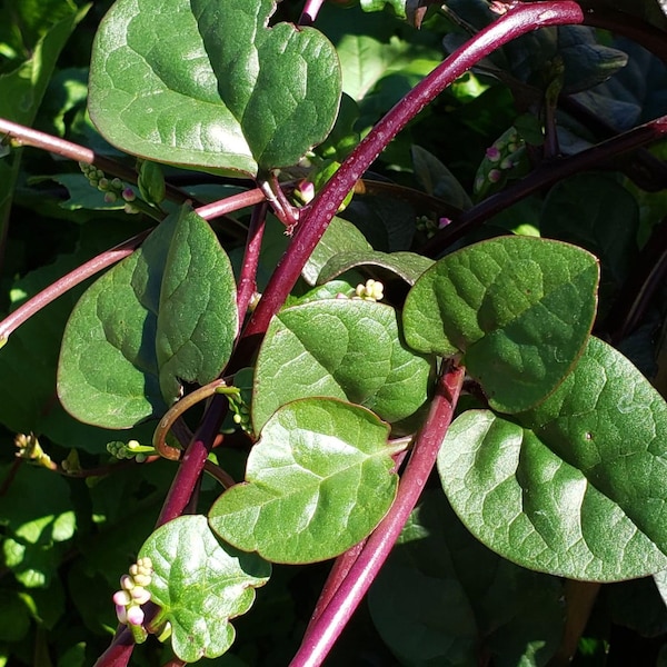 Red Malabar Spinach Seeds | Heirloom | Organic