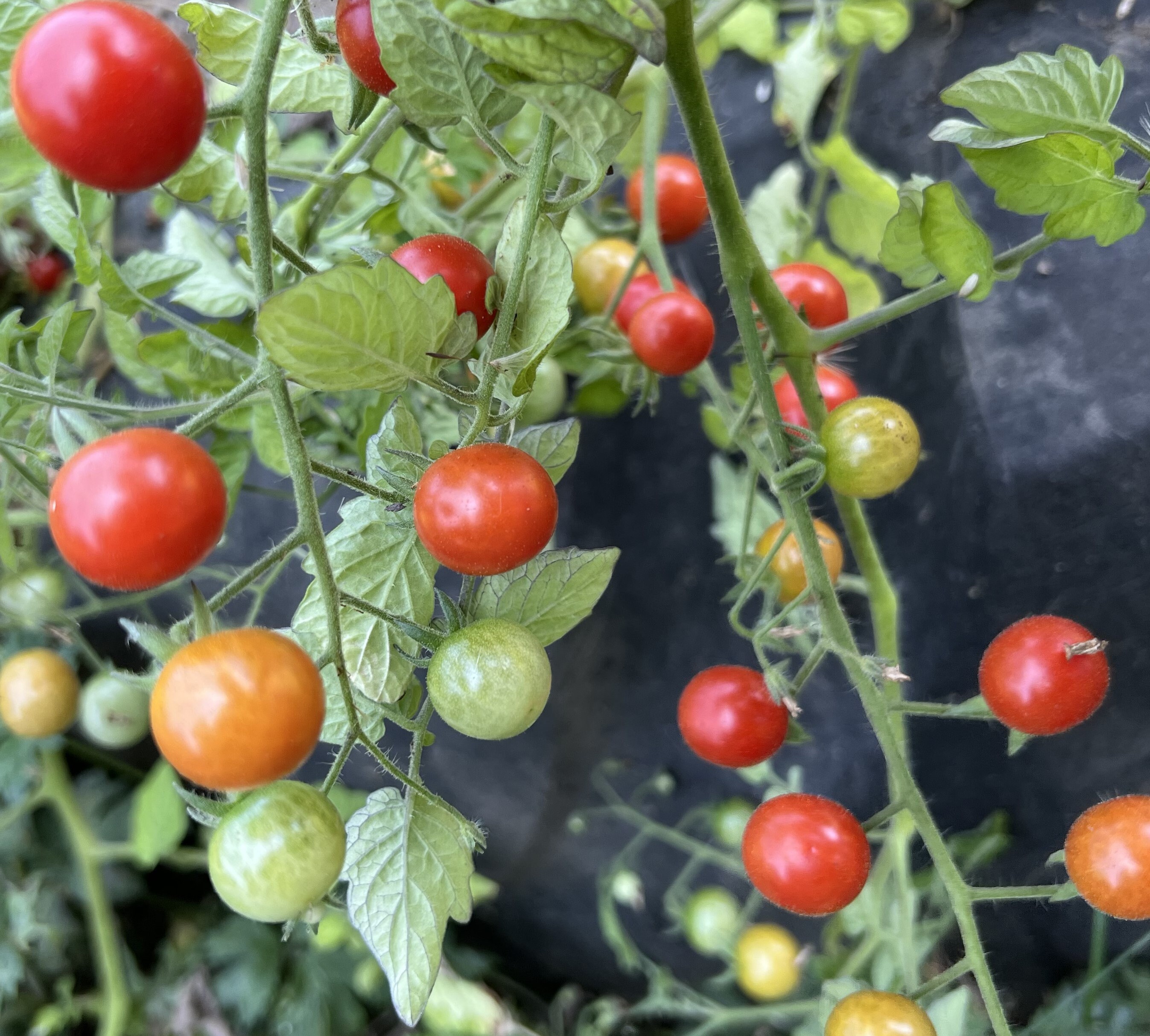 Semi di Pomodoro, Piccolo dal Messico | Bio