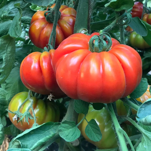 Super Marmande Tomato Seeds | Heirloom | Organic