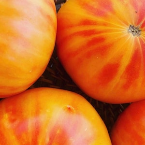 Pineapple Tomato Seeds | Heirloom | Organic