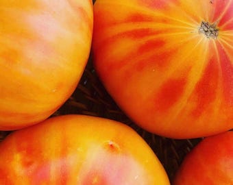 Semillas de tomate piña / Heirloom / Orgánico
