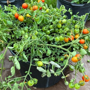 May include: A close-up of a potted tomato plant with green leaves and many red and green tomatoes. The plant is growing in a black plastic pot.