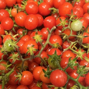 Semi Di Pomodoro Artisan Purple Bumblebee - Prezzo €1.85 - Foto 12