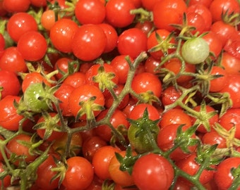 Everglades Tomatensamen | Erbstück