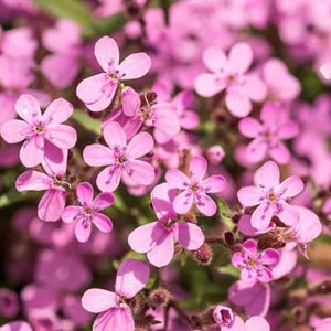 Seifenkraut Blumensamen