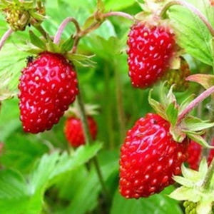 May include: Close-up of red strawberries growing on a green vine. The strawberries are ripe and have a shiny, glossy appearance.