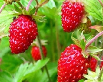Alexandria (Alpine) Strawberry Seeds