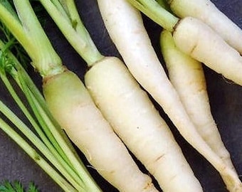 Lunar White Carrot Seeds | Heirloom | Organic