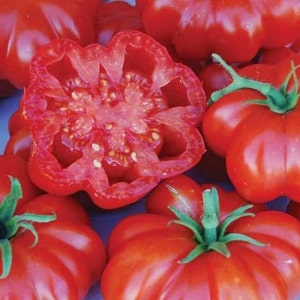 Rosso Sicilian Tomato Seeds | Heirloom | Organic