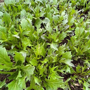 Frühe Mizuna Samen | Erbstück | Bio