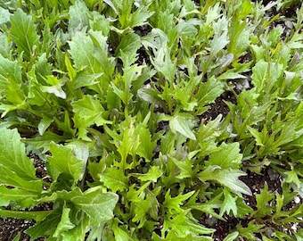 Semillas tempranas de mizuna / Heirloom / Orgánicas