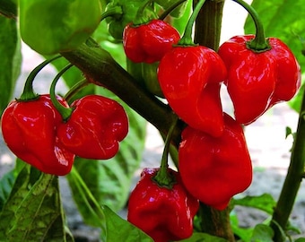 Semillas de chile habanero rojo caribeño / Orgánico