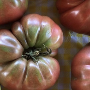 Purple Cherokee Tomato Seeds | Heirloom | Organic