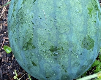 Sugar Baby Watermelon Seeds | Heirloom