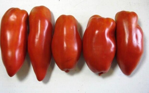 Heirloom tomato seeds tomatoes non gmo untreated organic seed