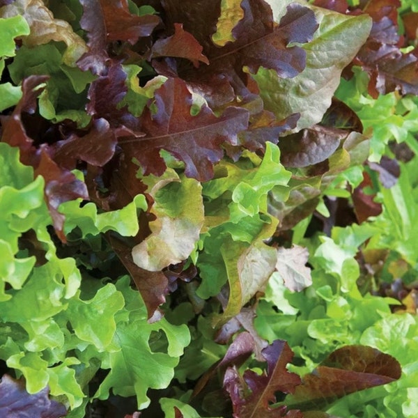Gourmet Lettuce Mix | Organic Seeds
