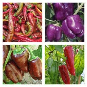 Sweet Pepper Collection | Seeds