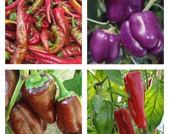 Spicy Peppers Mix Frutti Commestibili Verdure Esotiche Misto Di - Foto 6