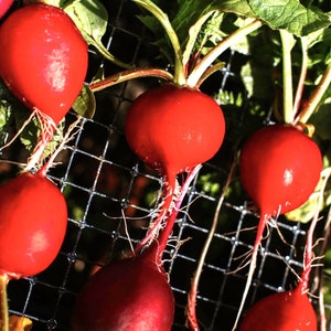 Cherry Belle Radish Seeds | Heirloom | Organic
