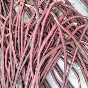 May include: A close-up shot of a pile of fresh, long, purple-red yard-long beans. The beans are curved and have a slightly textured surface. The ends of the beans are a lighter color, and the overall appearance is fresh and vibrant.