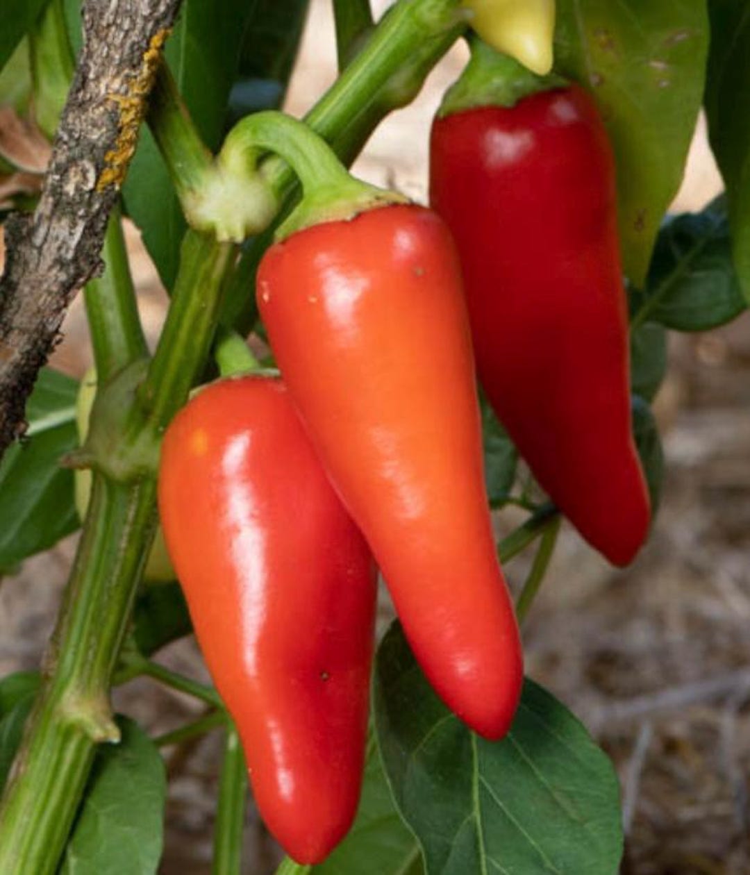 Farm Rio Pepper Rio Grande (hot) Pepper Seeds - Etsy