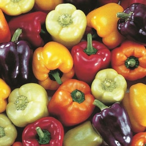 May include: A variety of bell peppers in different colors, including red, orange, yellow, green, and purple. The peppers are arranged in a close-up shot, showcasing their vibrant hues and smooth surfaces.