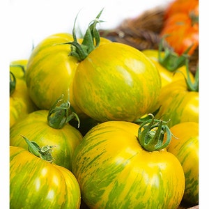 Green Zebra Giant Tomato Seeds | Organic