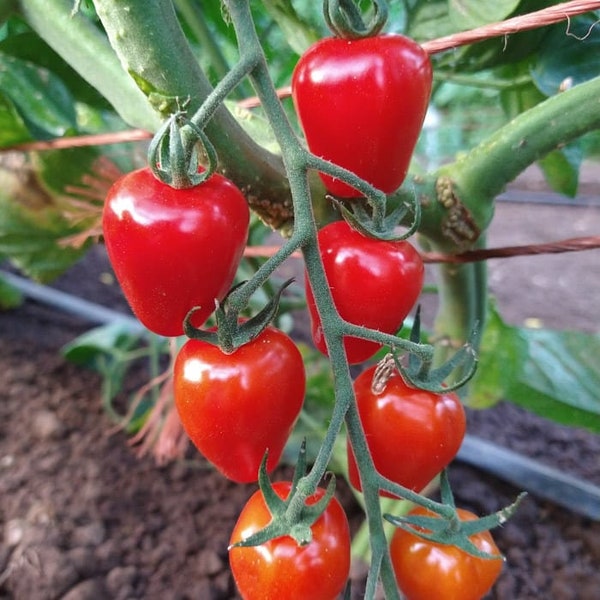 Gardener's Sweetheart Tomato Seeds | Organic