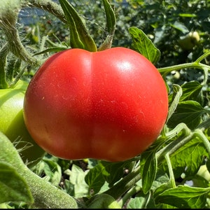 Clear Pink Tomato Seeds | Heirloom | Organic