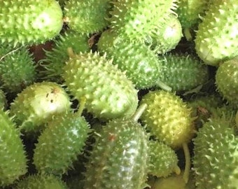 Semillas de pepino pepinillo de las Indias Occidentales / Orgánico