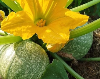 Ronde De Nice Summer Squash Seeds | Heirloom