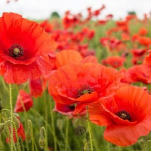 Red Poppy Seeds | Heirloom