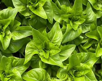 Semillas de lechuga lengua de ciervo Amish / Heirloom